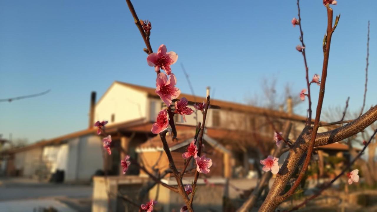 Agriturismo Corte Degli Angeli Marina di Grosseto Exterior foto